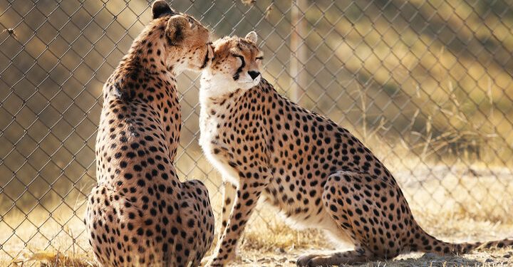 یوزهای ایرانی به خط پایان نزدیک شدند/ دستگاه‌ها کمک کنند