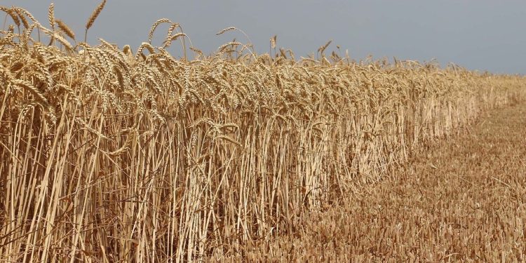 پرداخت ۲۰ هزار و ۵۰۰ میلیارد ریال از مطالبه گندمکاران استان مرکزی