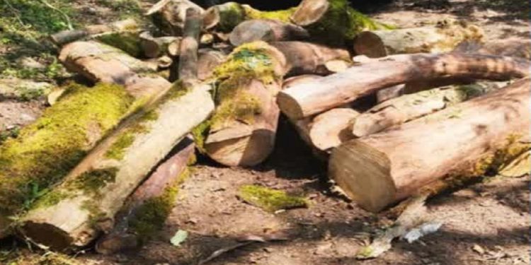 شناسایی عامل قطع درختان در چمستان