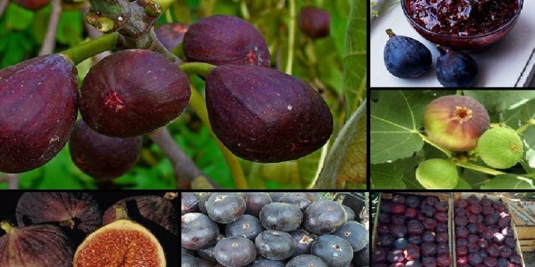 از دل لرستان تا سفرههای جهانی؛ معمولان دومین تولیدکننده انجیر سیاه پس از ترکیه