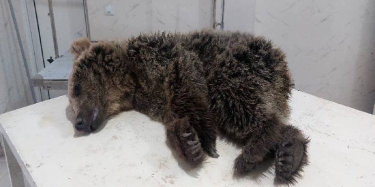 تلف شدن یک توله خرس در مازندران