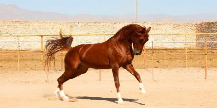 سه شرط جهانی شدن اسب اصیل کُرد/سالن ۶ هزار نفری را در اختیار سوارکاری قرار دهید