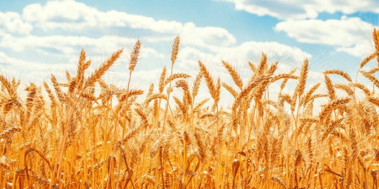 لرستان انبار طلای گندم کشور شد؛ ۸۴۵ هزار تُن ذخیره و صادرات به ۵ استان