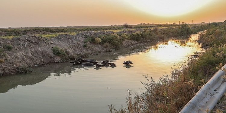 رهاسازی ۱۰۰ میلیون مترمکعب آب سدهای دز و کارون برای نجات نخیلات‌