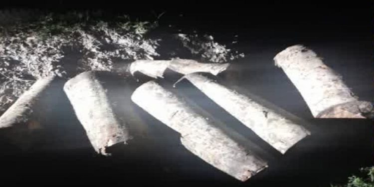 شناسایی عامل قطع درخت راش در شهرستان نور