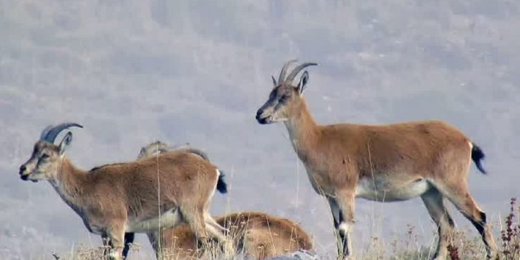 تصاویری از سلاطین کوهستان‌ + فیلم