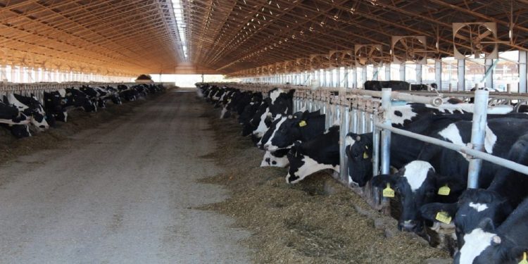 بهره برداری از یک واحد گاوداری ۱۰۰ راسی با سرمایه‌گذاری ۱۲۰ میلیارد ریالی در کنگاور