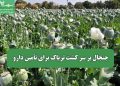 جنجال بر سر کشت تریاک برای تأمین دارو