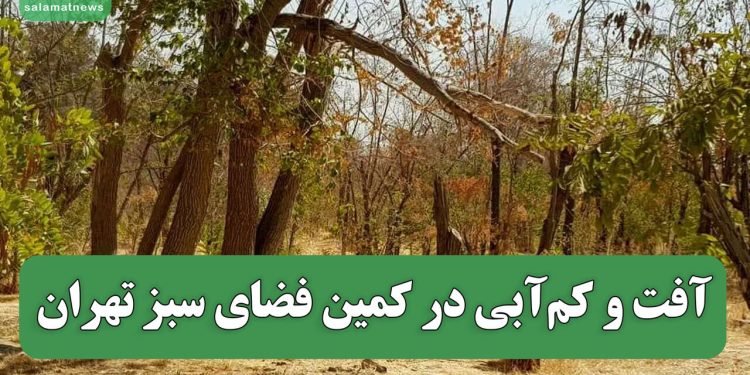 آفت و کمآبی در کمین فضای سبز تهران