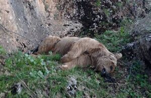 تلف شدن تولهخرس در عمارت آمل