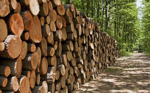 ۹۷۰ کیلوگرم چوب تاغ قاچاق در خراسان جنوبی کشف شد