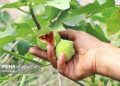 انجیر ایلام؛ سرمایه طبیعی که به زیرساخت و برندسازی نیاز دارد