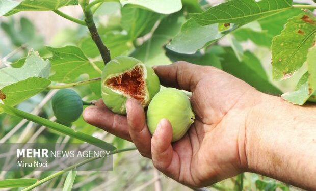 انجیر ایلام؛ سرمایه طبیعی که به زیرساخت و برندسازی نیاز دارد