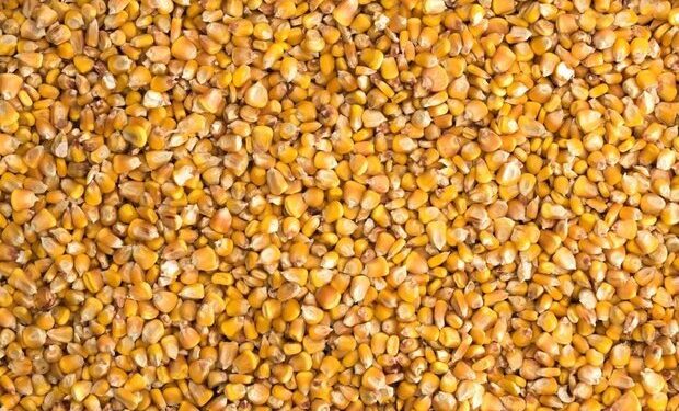 تامین ۷ هزار تن ذرت کنجاله دوران جنگ در مازندران