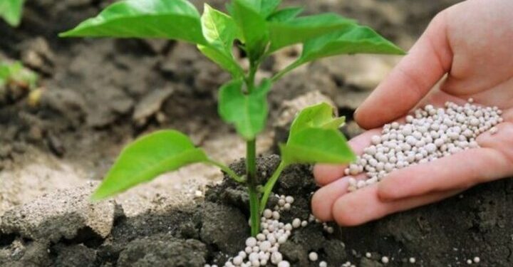 ۱۰ هزار تن کود شیمیایی در استان ایلام توزیع شد