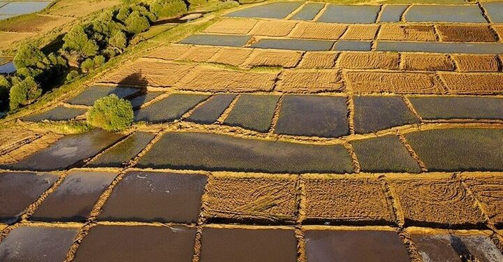 صدور سند برای ۷۸ درصد از اراضی کشاورزی کرمانشاه