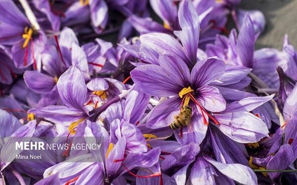 پروژه استاندارد برای سلامت زعفران؛ طرح بررسی فلزات سنگین در طلای سرخ