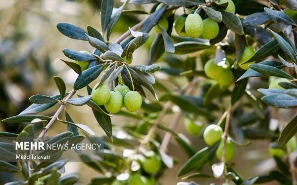 برداشت نوبرانه زیتون در رودبار آغاز شد