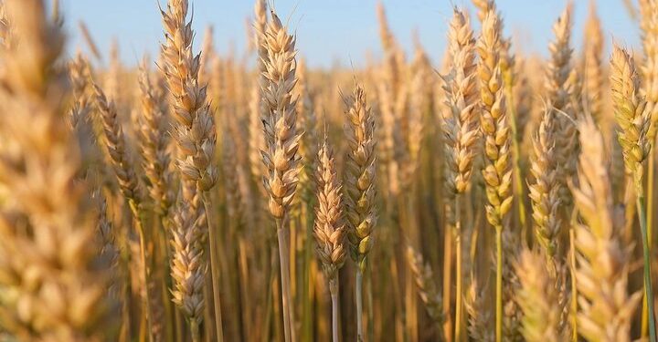 ۷۷ درصد از مطالبات گندمکاران لرستانی پرداخت شد