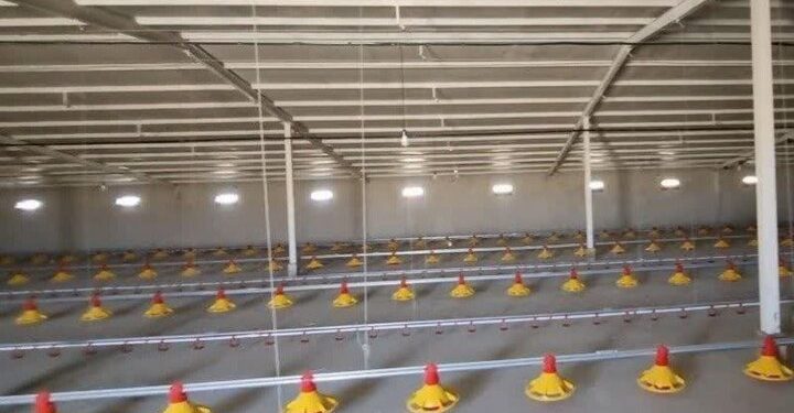 بهرهبرداری از مرغداری ۲۰ هزار قطعهای و گلخانه تولید گل رز در قروه