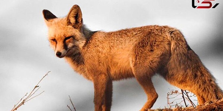 فیلم / روباه در میدان هفت تیر تهران دیده شد / وسط پایتخت یا جنگل …