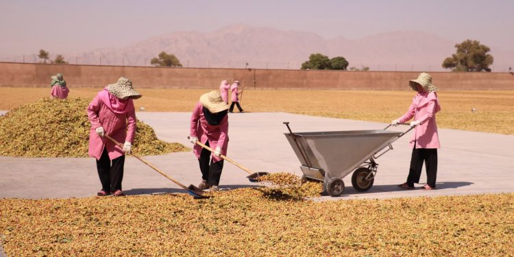 قطعی برق باعث فاجعه‌ ملی در برداشت پسته می‌شود