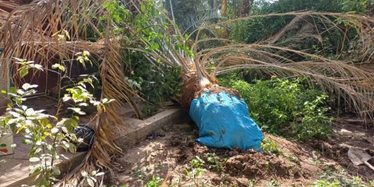 یک نخل ۱۵ ساله در بم به دلیل آلودگی به آفت سوسک سرخرطومی حنایی معدوم شد