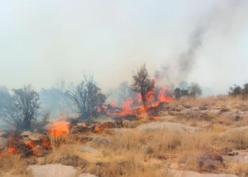1000 هکتار جنگل زاگرسی مرودشت و اقلید خاکستر شد