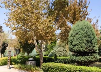 خشکیدگی در کمین درختان کاخ گلستان