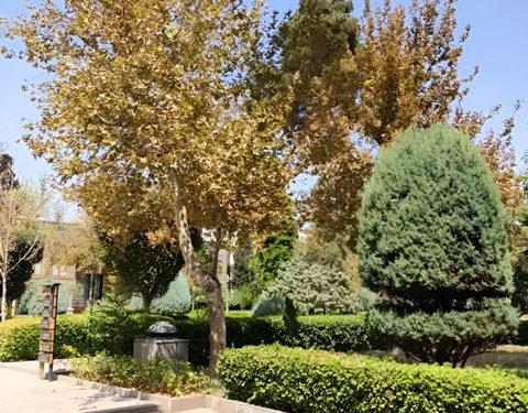خشکیدگی در کمین درختان کاخ گلستان