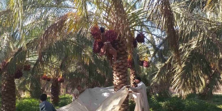 عرضه خرما در بورس به دلیل نبود استاندارد مشخص با شکست مواجه شد