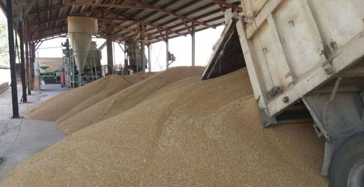 خرید ۱۳ هزار تن گندم تضمینی در خراسان‌جنوبی