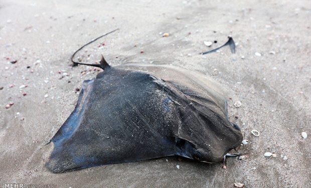 تلف شدن ۲ سفره ماهی بزرگ در ساحل بحرکان هندیجان