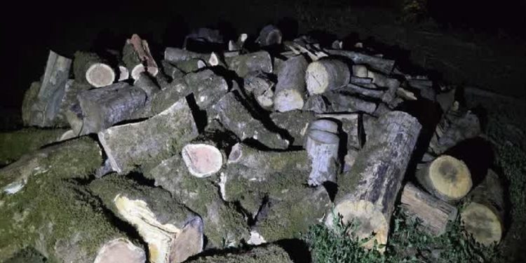 کشف ۳۰ تن انواع چوب جنگلی قاچاق در عباس آباد