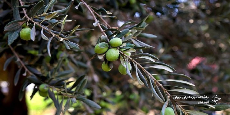 آغاز برداشت نوبرانه زیتون رودبار