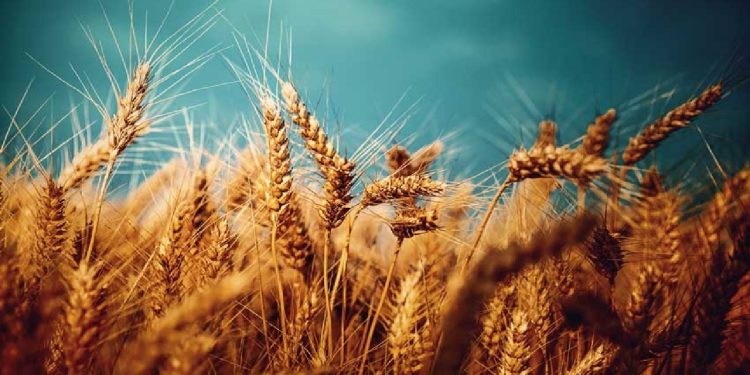 از خوشههای زرین تا ارزآوری؛ آینده صادرات گندم لرستان