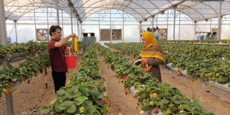 ۱۰ برابر افزایش تولید با توسعه گلخانهها در لرستان