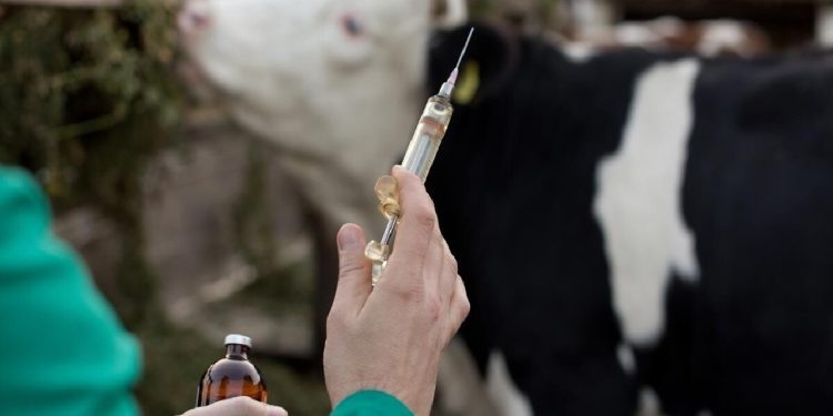 دلفان پایلوت واکسیناسیون دام شد