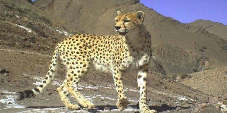 یوز ماده ایران دیگر قدرت باروری ندارد/ ‌جایگزین‌ها‌ مشخص شد + اسامی