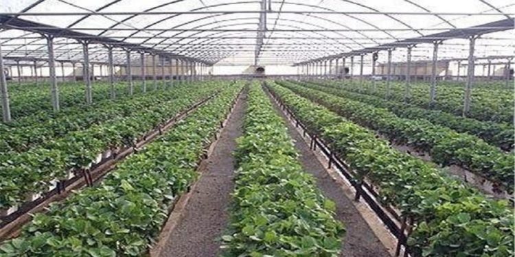 افتتاح ۴ طرح کشاورزی در شهرستان خانمیرزا