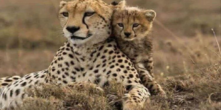 تأمین طعمه و ایمنسازی جادهها اولویت نجات یوز ایرانی است