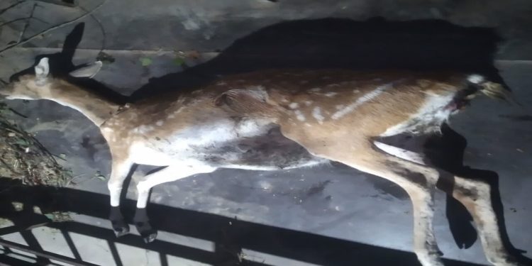 تلف شدن یک رأس گوزن زرد در پناهگاه حیات وحش دشت ناز