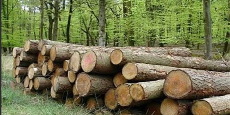 قاتل درختان جنگلی نمین شناسایی و دستگیر شد