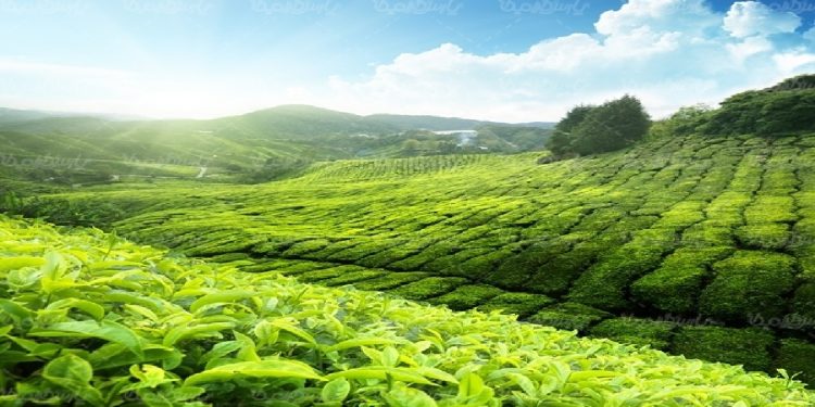 واریز مطالبات چایکاران شمال کشور