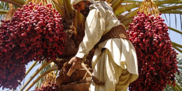 ضایعات خرما، گنجی سودآور که به زباله تبدیل می شود