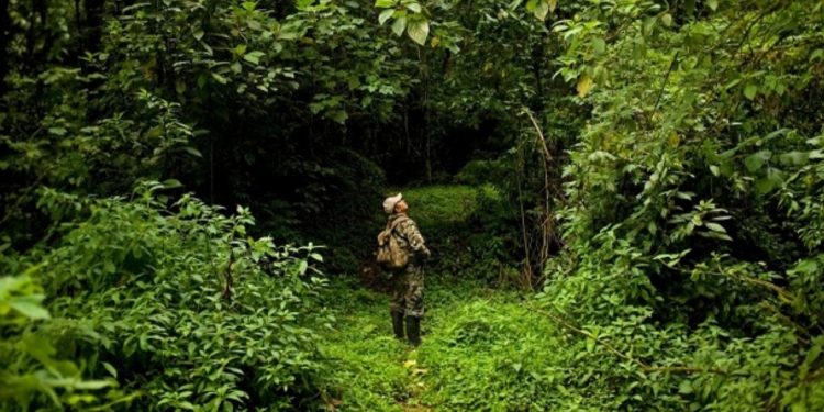 بحران کمبود جنگلبان در بروجرد؛ طبیعت بی‌پناه‌تر از همیشه