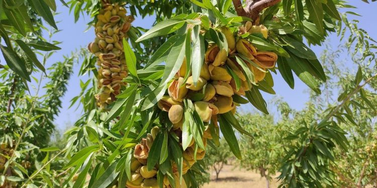 رتبه یک تولید بادام لرستان به نام باغداران بروجردی