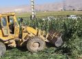 امحای ۹ هکتار از محصولات کشاورزی آبیاری شده با فاضلاب در همدان