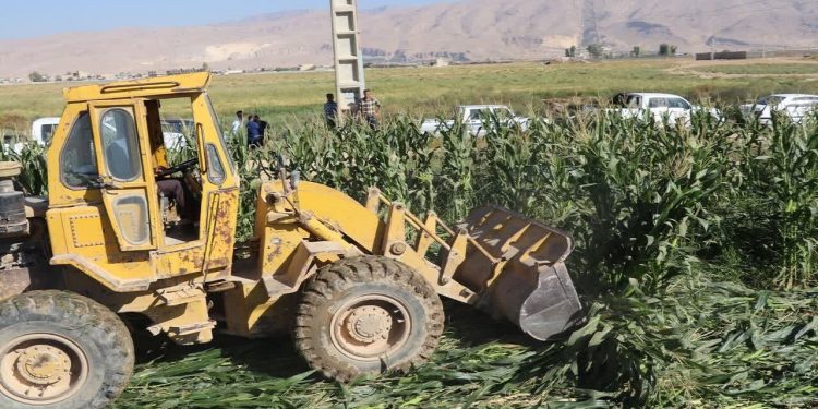 امحای ۹ هکتار از محصولات کشاورزی آبیاری شده با فاضلاب در همدان