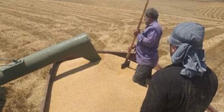 پرداخت ۹۴درصد از مطالبات گندمکاران در اردبیل